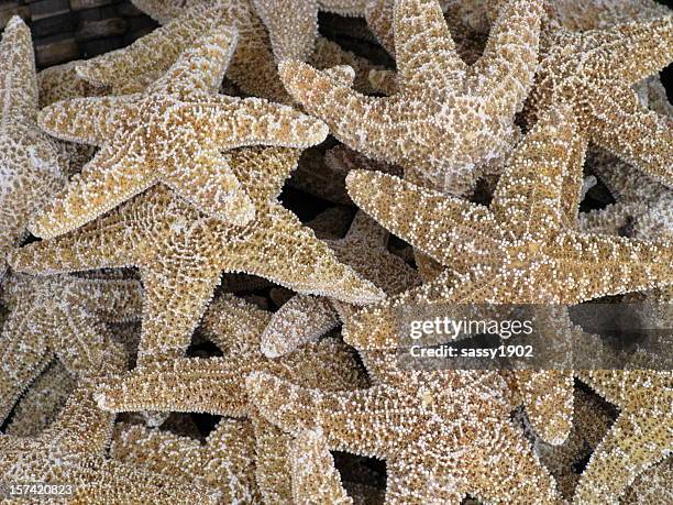 starfish group close up full frame - aquatic mammal stock pictures, royalty-free photos & images