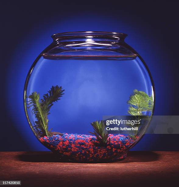 35 fotos e imágenes de Pecera Vacia - Getty Images 35 fotos e imágenes de Pecera Vacia - Getty Images