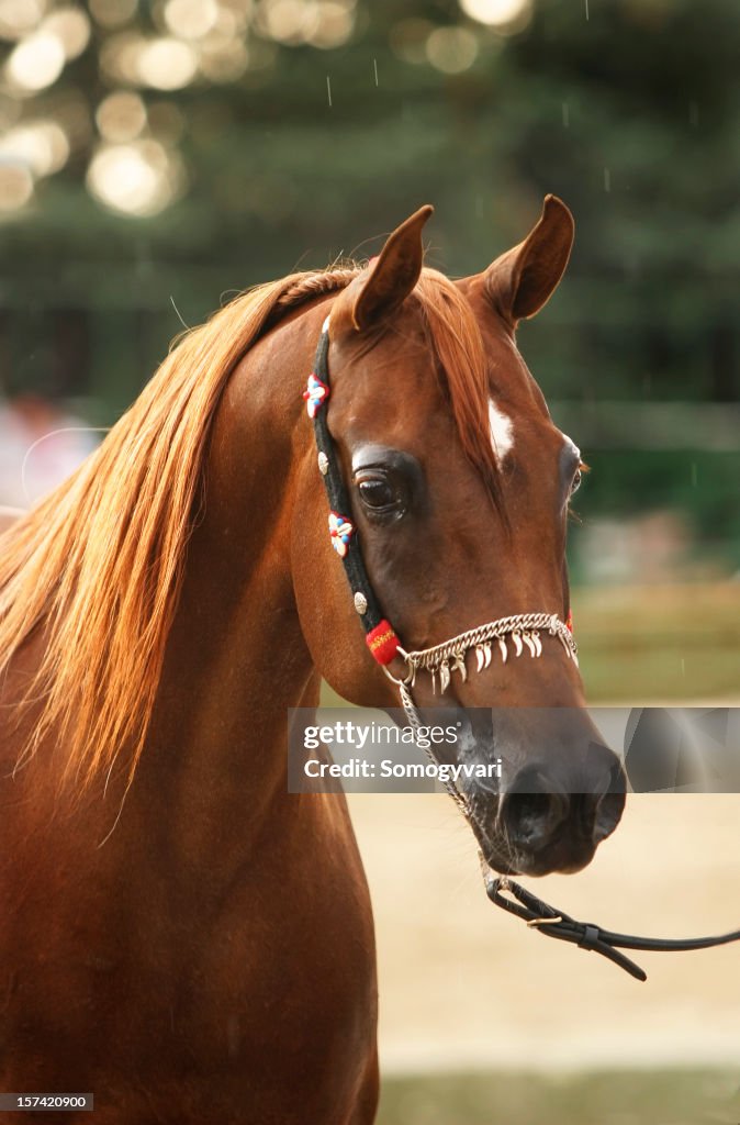 Arabische Pferd Porträt