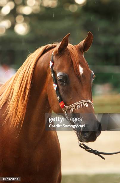 caballo árabe retrato - arabian horse fotografías e imágenes de stock