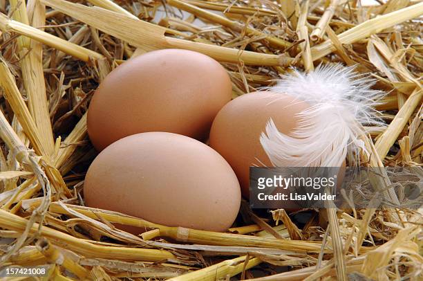 nest egg-expressão anglo-saxônica - nest egg expressão anglo saxônica - fotografias e filmes do acervo