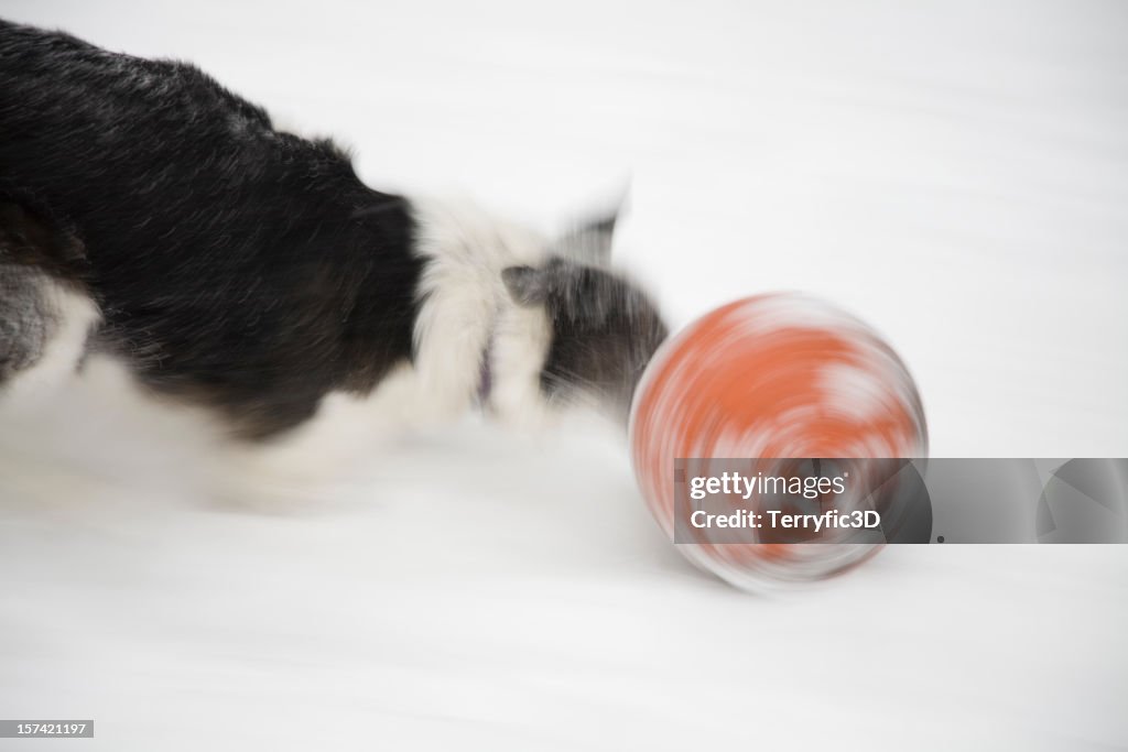 Whirring Ball in Snow, with Dog