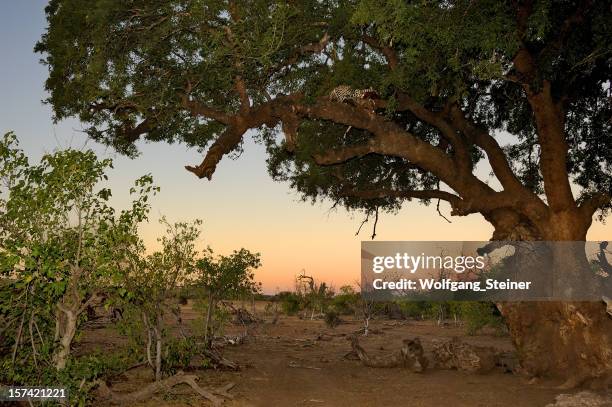 leopard sitting high above in a mashatutree with his kill - sabi sands reserve stockfoto's en -beelden