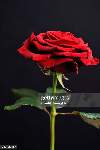 red rose - doorn stockfoto's en -beelden