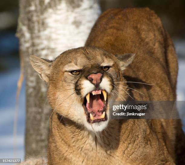 threatening and powerful mountain lion. - puma stockfoto's en -beelden