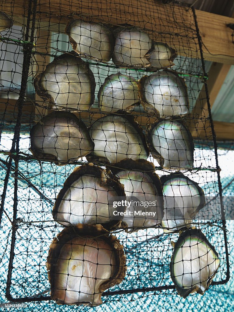 Pearl Oysters in Net