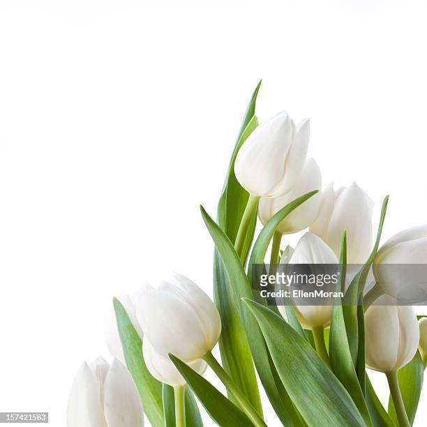 tulips isolated on white - tulip stock pictures, royalty-free photos & images