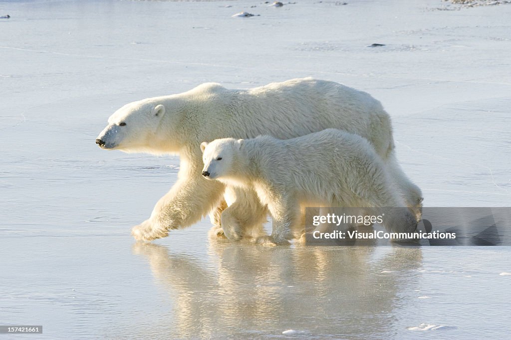Polar bear mom and cubs.