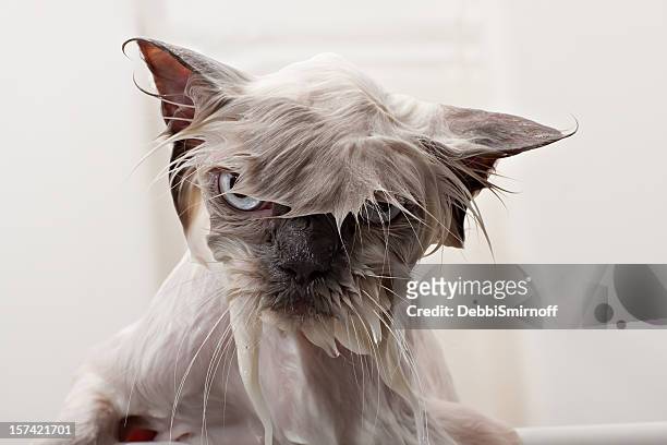 2,978 Funny Angry Animal Photos and Premium High Res Pictures - Getty Images
