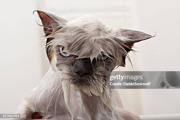 kitty bath time - wetter stock pictures, royalty-free photos & images