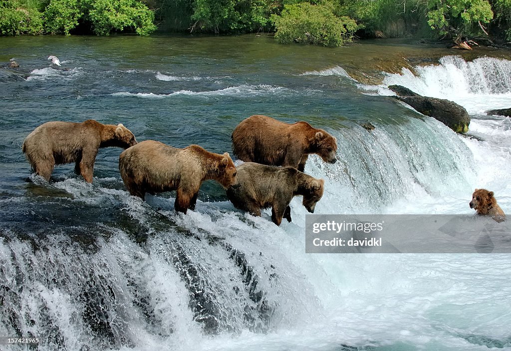 Group of brown bears fishing for salmon by a  waterfall
