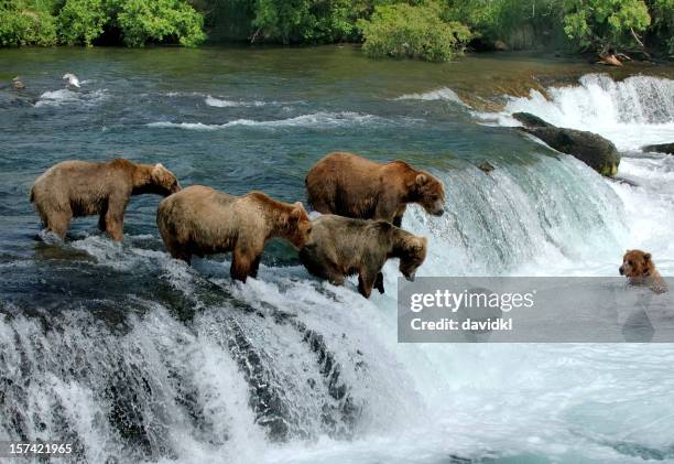 group of brown bears fishing for salmon by a  waterfall - brown bear stock pictures, royalty-free photos & images