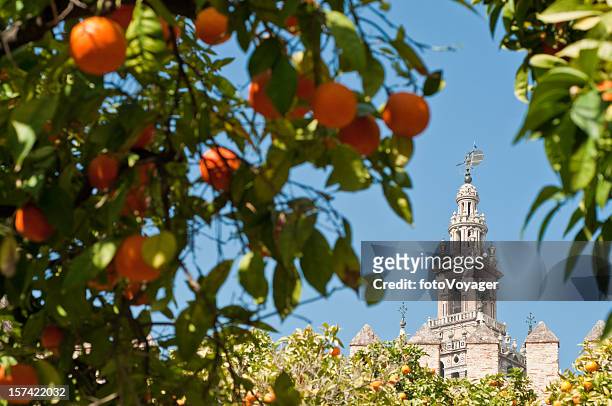 seville oranges framing la giralda - seville stock pictures, royalty-free photos & images