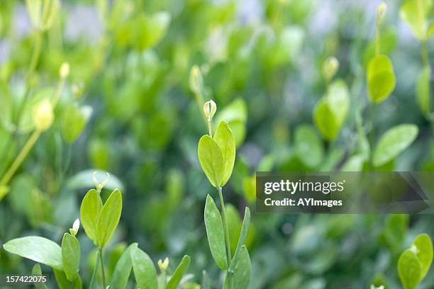 jojoba (simmondsia chinensis) - jojoba stock pictures, royalty-free photos & images