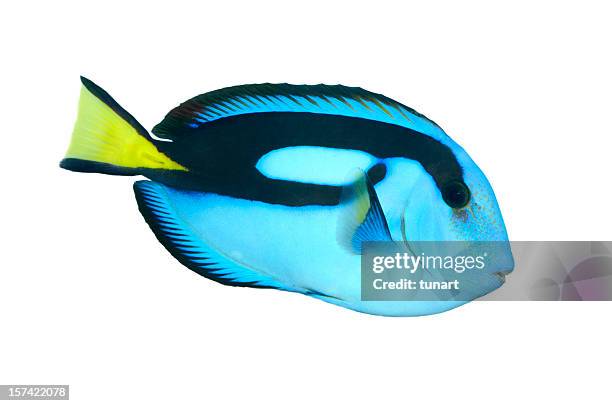 blue regal tank fish - tropische vis stockfoto's en -beelden
