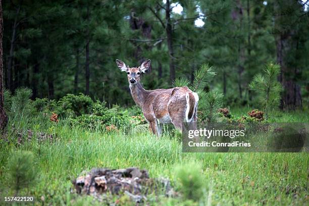 forest dweller - doe stock pictures, royalty-free photos & images