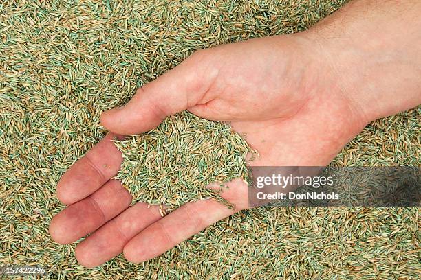 grass seed in hand - hands cupped empty stockfoto's en -beelden