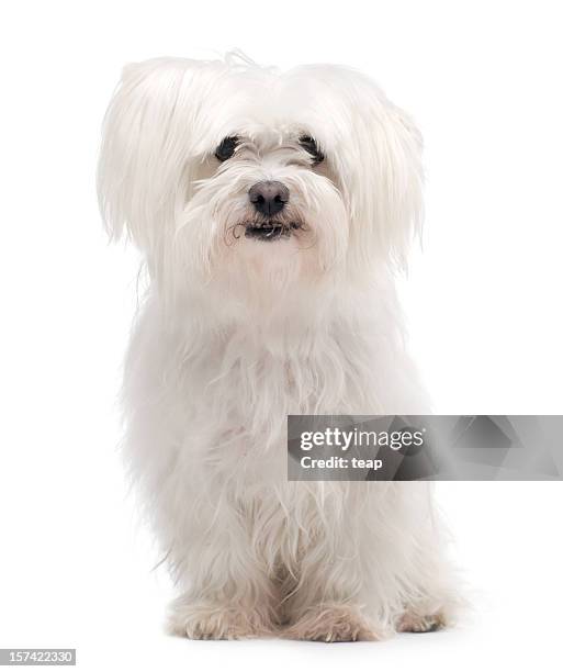 maltese dog - maltese dog stock pictures, royalty-free photos & images