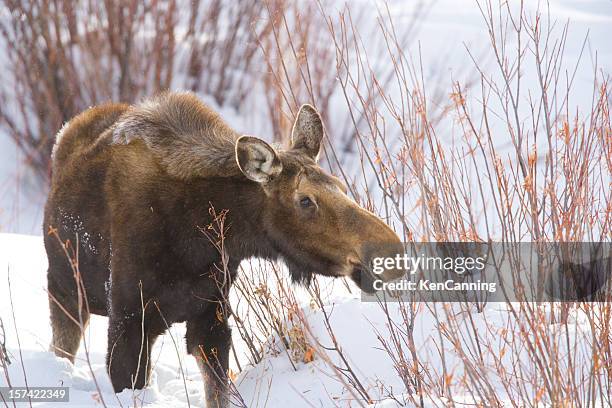 moose in winter feeding on willow bark - white moose stock pictures, royalty-free photos & images