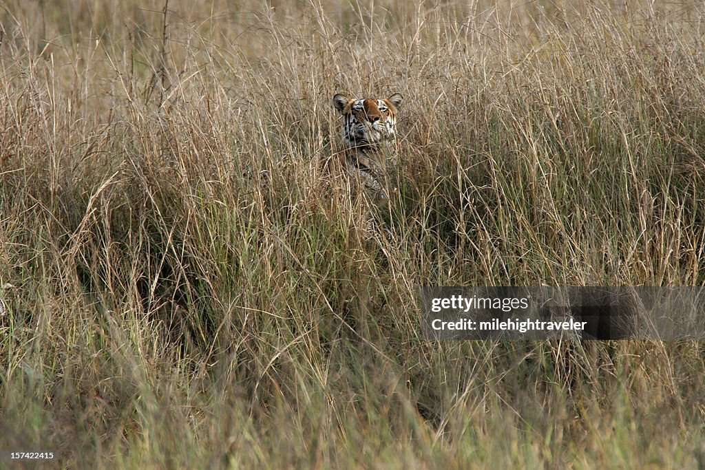 Hidden Wild Bengal Tiger, India