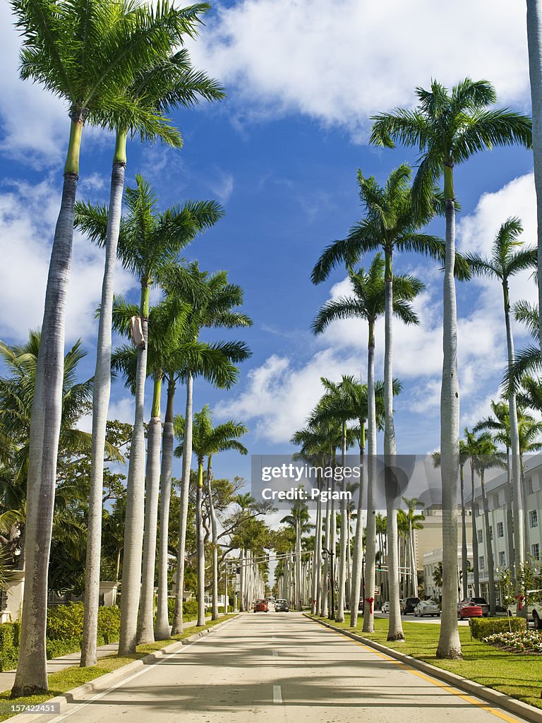 Palm tree lined street