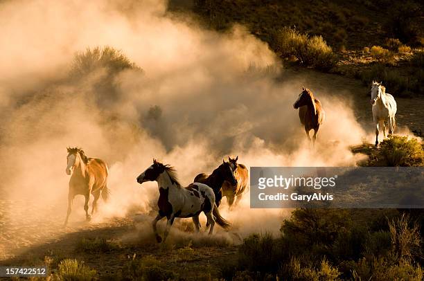 sechs wilden pferde laufen auf dem kicking staub wüste - mustang stock-fotos und bilder