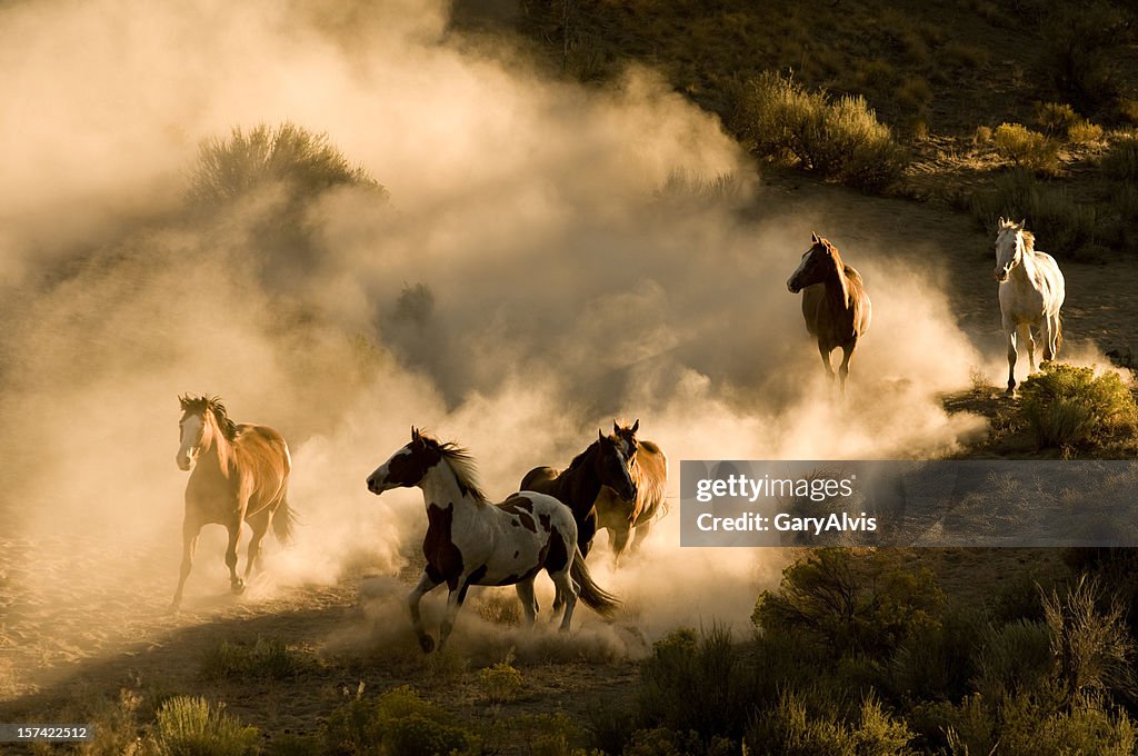 Six Wild Horses running across desert-kicking up dust