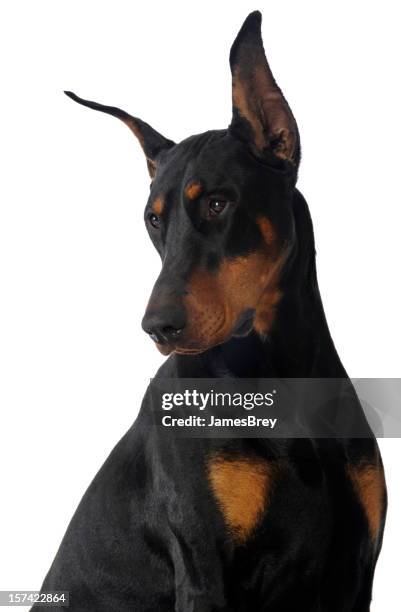 noir, marron mâle dobermann portrait en studio sur fond blanc - doberman brown photos et images de collection