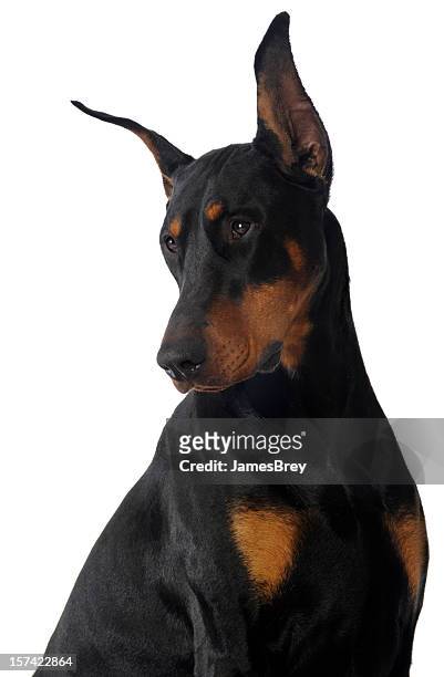 black, brown male doberman pinscher studio portrait on white background - white doberman pinscher stock pictures, royalty-free photos & images