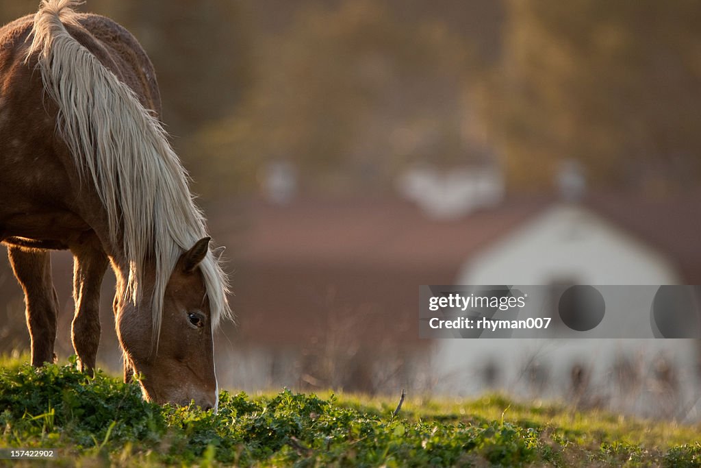 Chevaux paissant sur Pâturage près de Grange