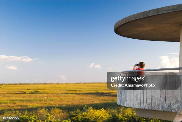 everglades: observation tower - iv - everglades national park stock pictures, royalty-free photos & images