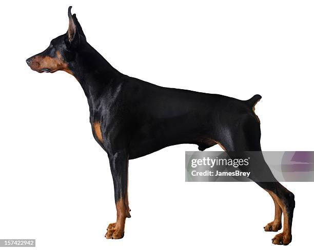 sleek powerful black male doberman pinscher standing stacked, white background - attack dog stock pictures, royalty-free photos & images