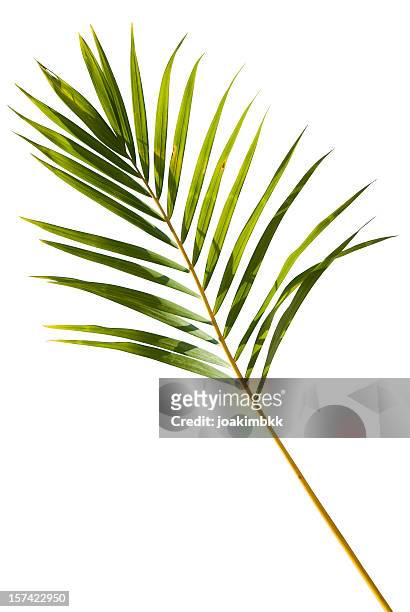 tropical verde hoja de palmera aislado en blanco con trazado de recorte - palm branch fotografías e imágenes de stock