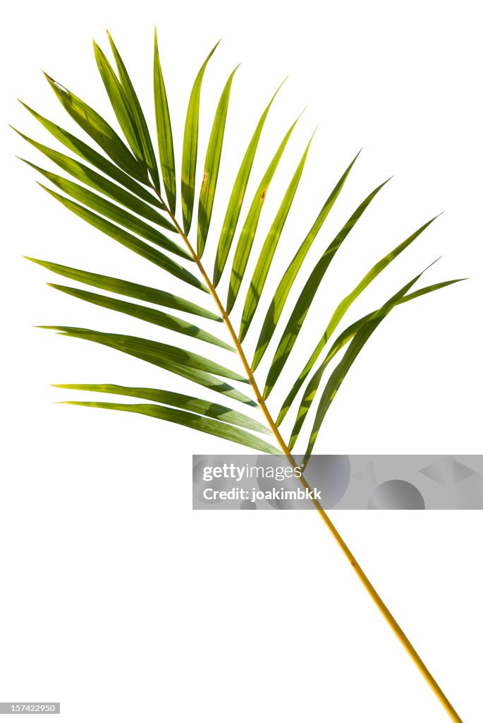 Tropical green palm leaf isolated on white with clipping path