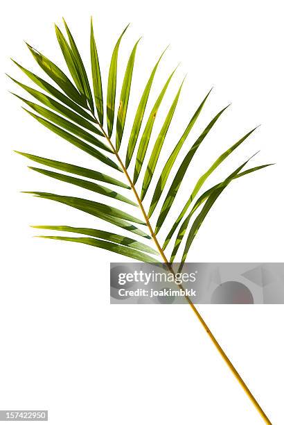 tropical green palm leaf isolated on white with clipping path - palm leaves stock pictures, royalty-free photos & images