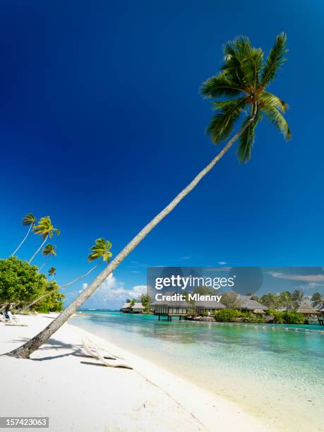 coconut palm trees at the beach - moorea stock pictures, royalty-free photos & images