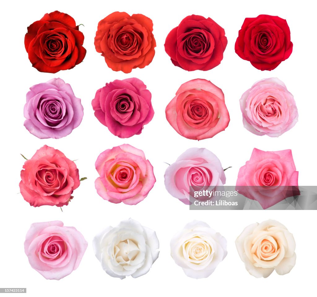 絶縁 Rose の花