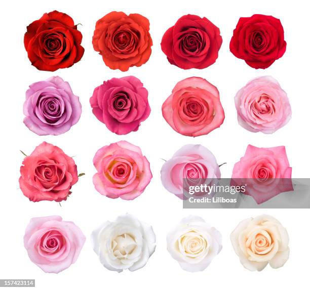 isolated rose blossoms - flowers in a row stock pictures, royalty-free photos & images