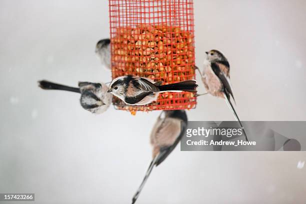 long tailed tit (aegithalos caudatus) - tit stock pictures, royalty-free photos & images