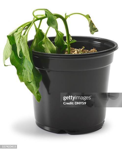 dying plant - wilted stock pictures, royalty-free photos & images