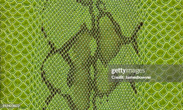 green snake skin - skin texture stockfoto's en -beelden