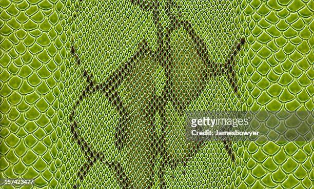 green snake skin - snakeskin stock pictures, royalty-free photos & images