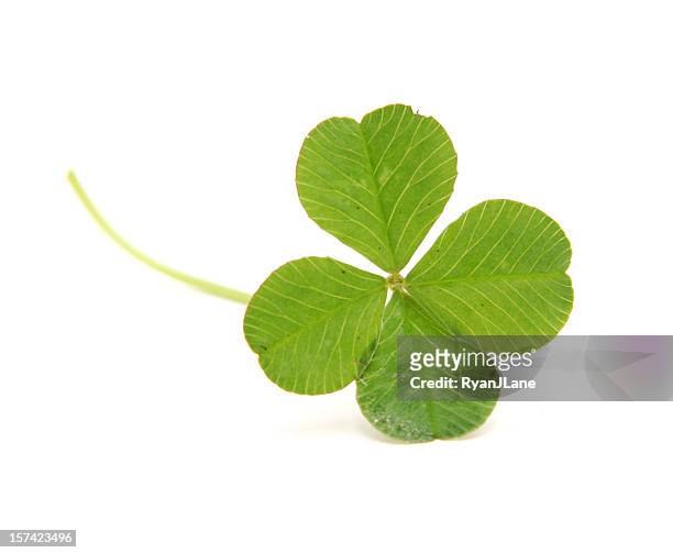 four leafed clover isolated on white - four leaf clover stock pictures, royalty-free photos & images