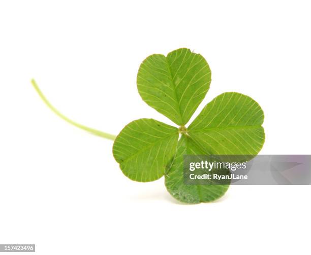 four leafed clover isolated on white - shamrock stock pictures, royalty-free photos & images