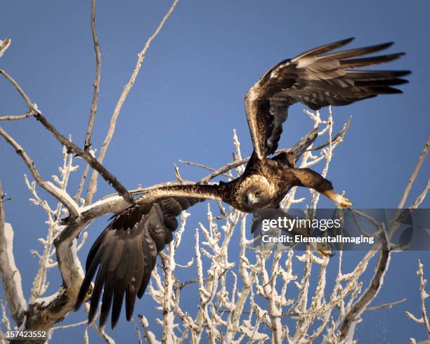 golden eagle (aquila chrysaetos) launching - talon stock pictures, royalty-free photos & images