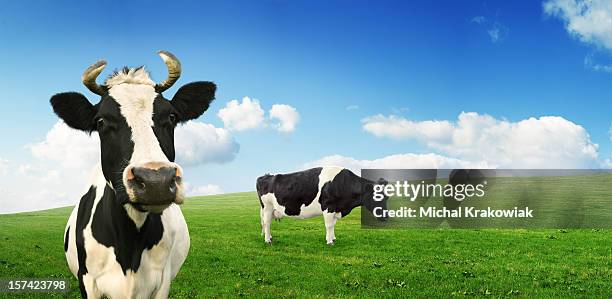 cows on pasture - cows eating stock pictures, royalty-free photos & images