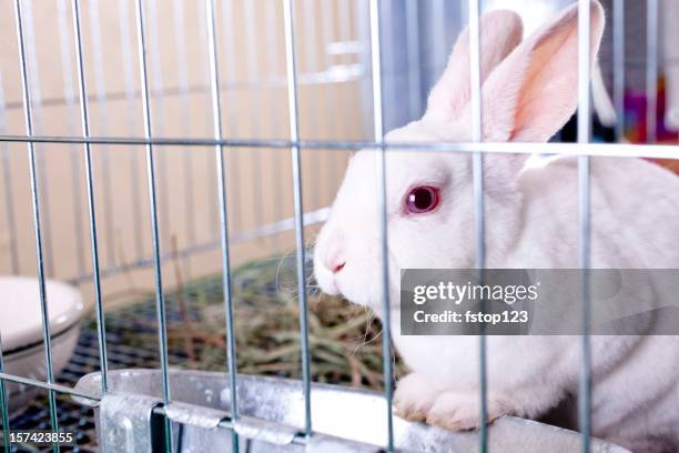 white rabbit for sale. easter bunny in a cage. - kooi stockfoto's en -beelden