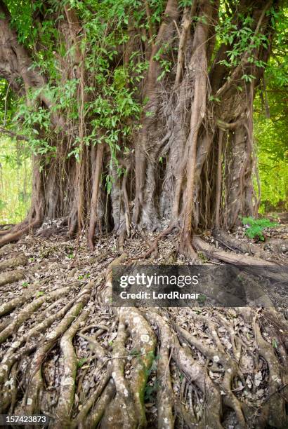 Long Tree Roots Photos and Premium High Res Pictures - Getty Images