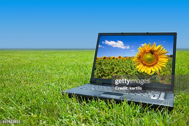 laptop with sunflower background sitting in field of grass - free download photo stock pictures, royalty-free photos & images