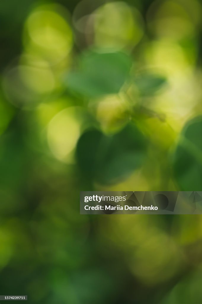 Green blurred nature background, natural bokeh texture